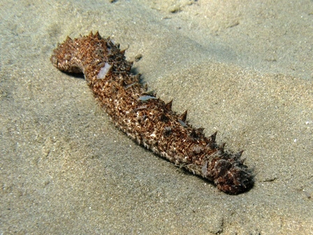 Colore apici delle papille di Holothuria tubulosa